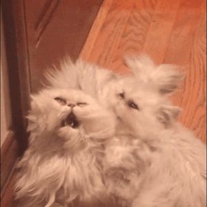 Meet your Posher, Carin